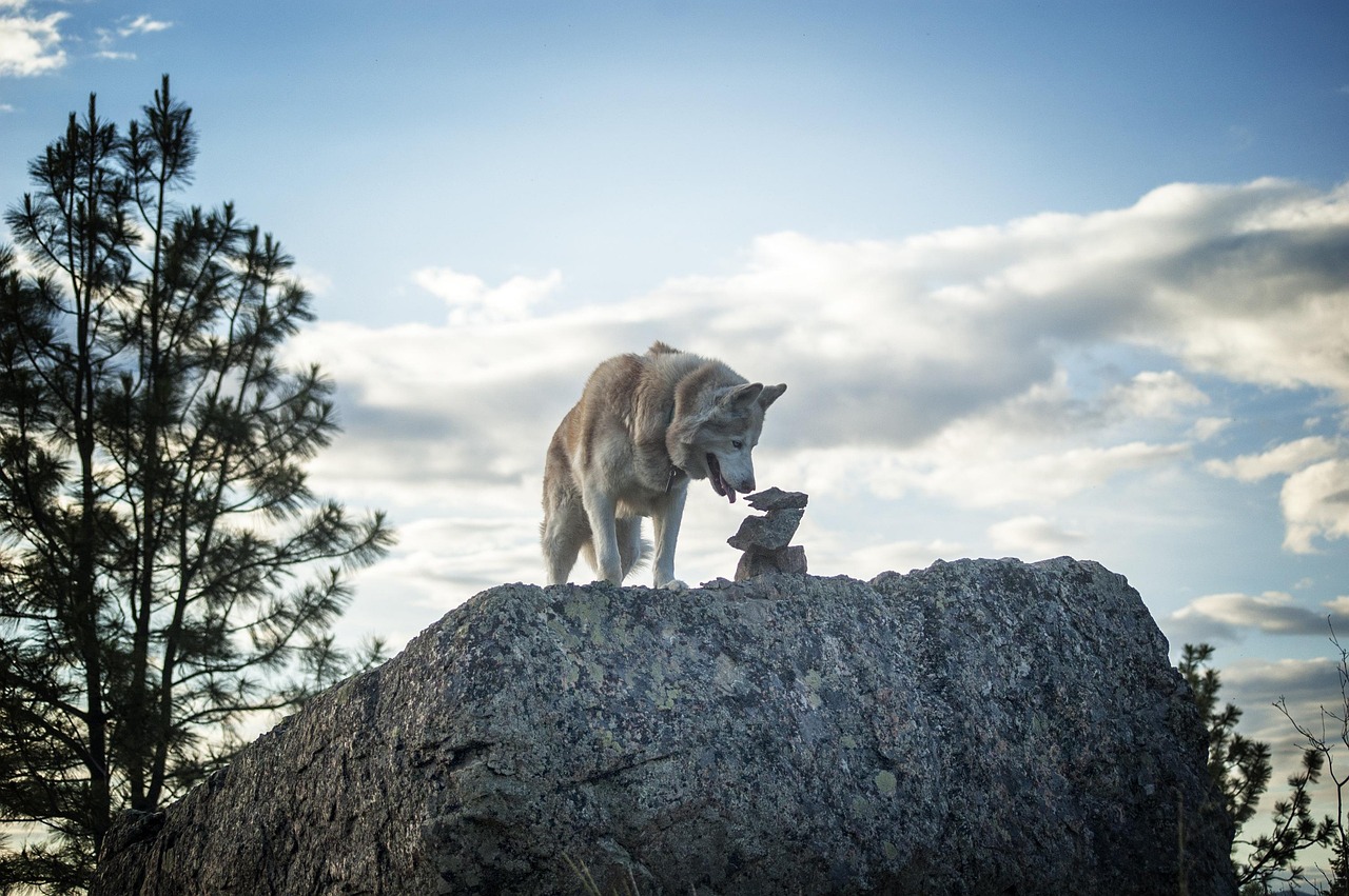 Husky na skále, ilustrační foto