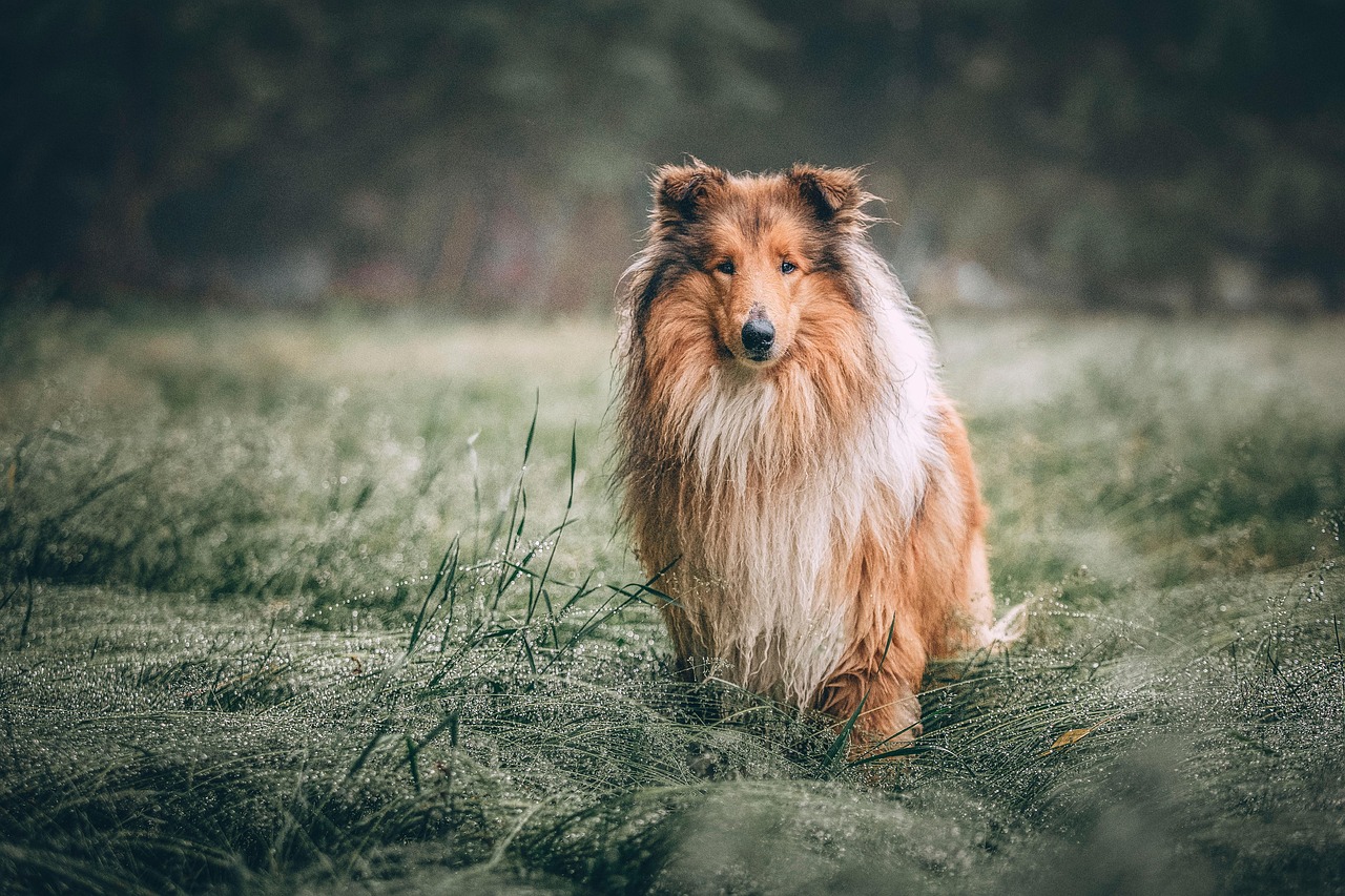 Kolie na louce, ilustrační foto