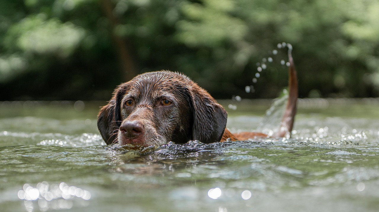 Čokoládový labrador, ilustrační foto