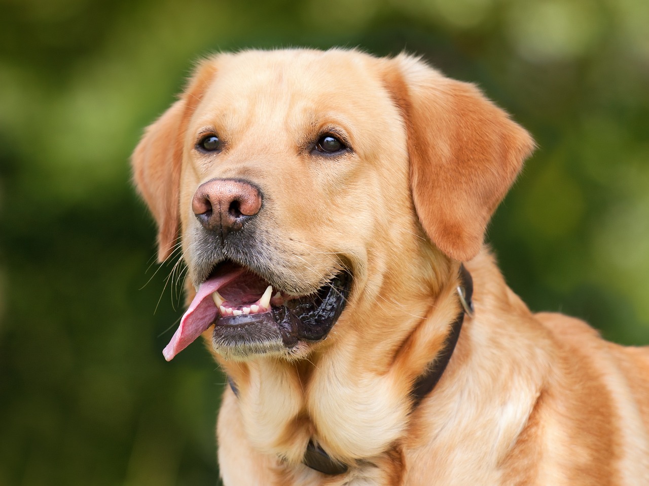 Labrador retrívr, ilustrační foto